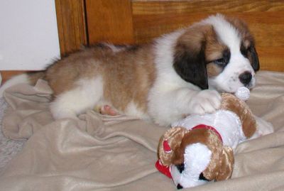  X-mas   affectionate saint bernard puppies for adoption