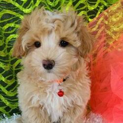 Maltipoo puppies for sale