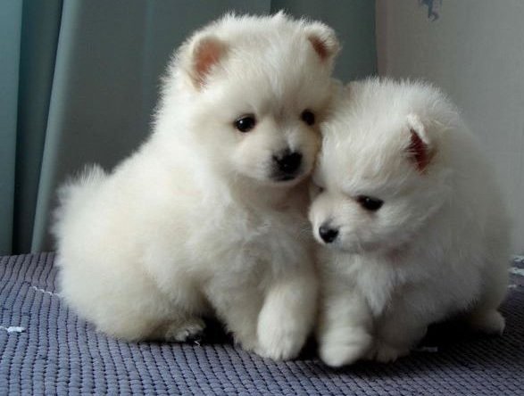 Stunning Pomeranian Puppies