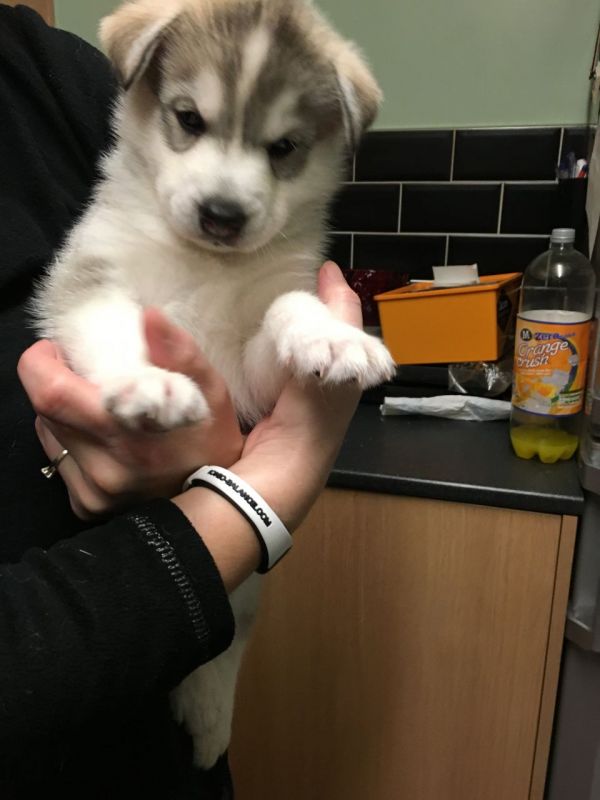 Splendid Male and Female Siberian husky puppies