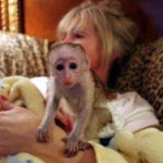 Adorable capuchin and marmoset  for adoption