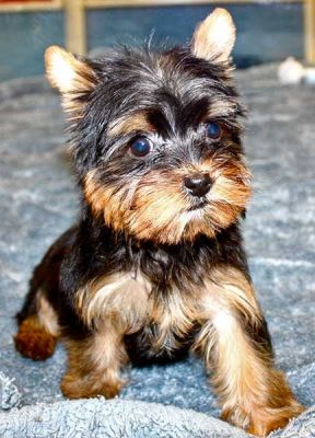 2AKC/CKC registered yorkire puppies for adopt