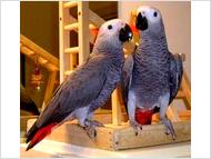 Beautiful african grey parrots for sale 