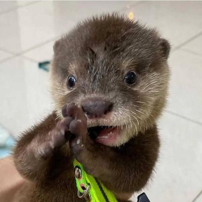  Asian Small Clawed Otters for sale