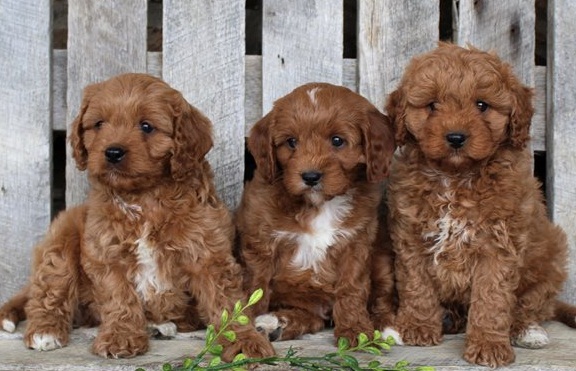 Cavapoo Puppies For Sale