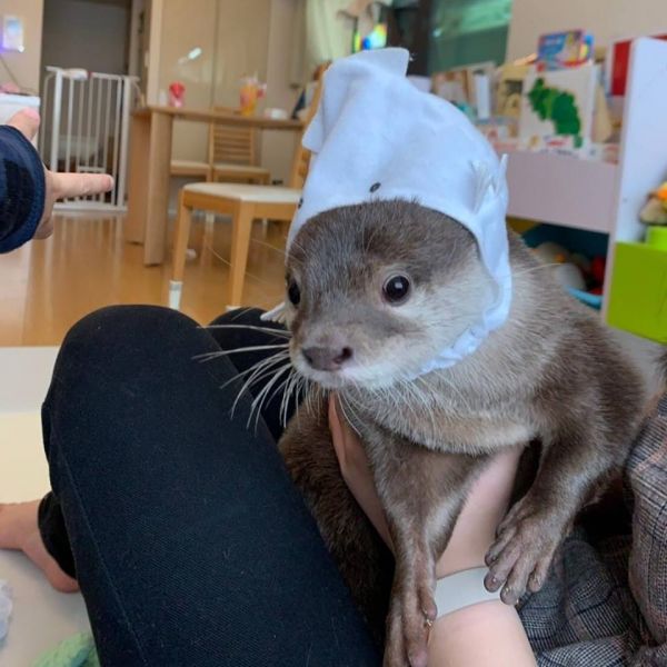 ASIAN SMALL CLAWED OTTERS FOR SALE TEXT OR CALL(601) 675-2405‬