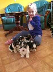 Biewer Yorkies Terrier Puppies For Sale 