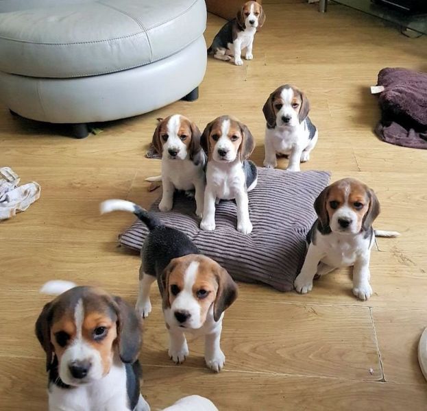 Cute and lovely Beagle Puppies 