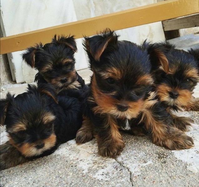 Purebred Yorkie puppies for adoption