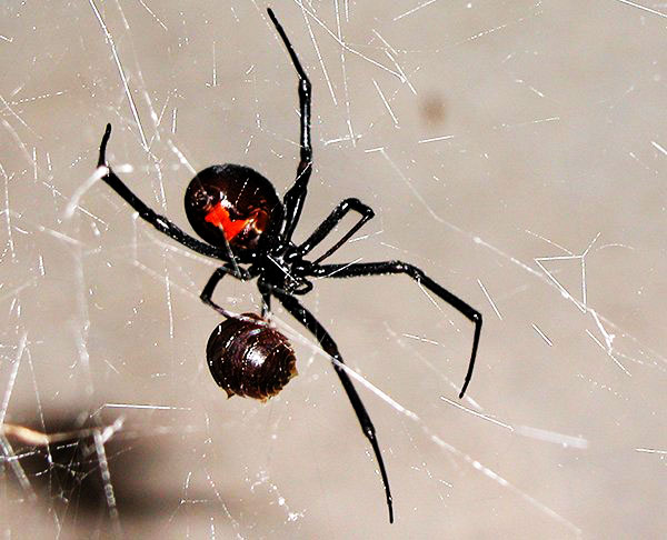 Spider Control