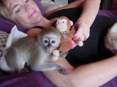Healthy Capuchin Monkeys For Adoption
