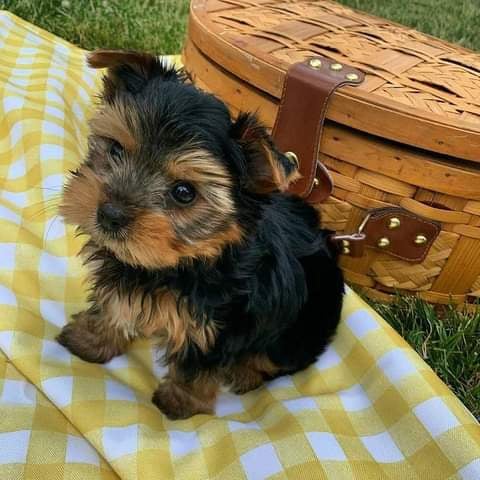 Adorable Yorkshire Terrier Puppy for Sale