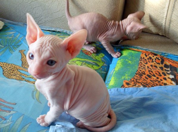 Sphynx kittens for adoption