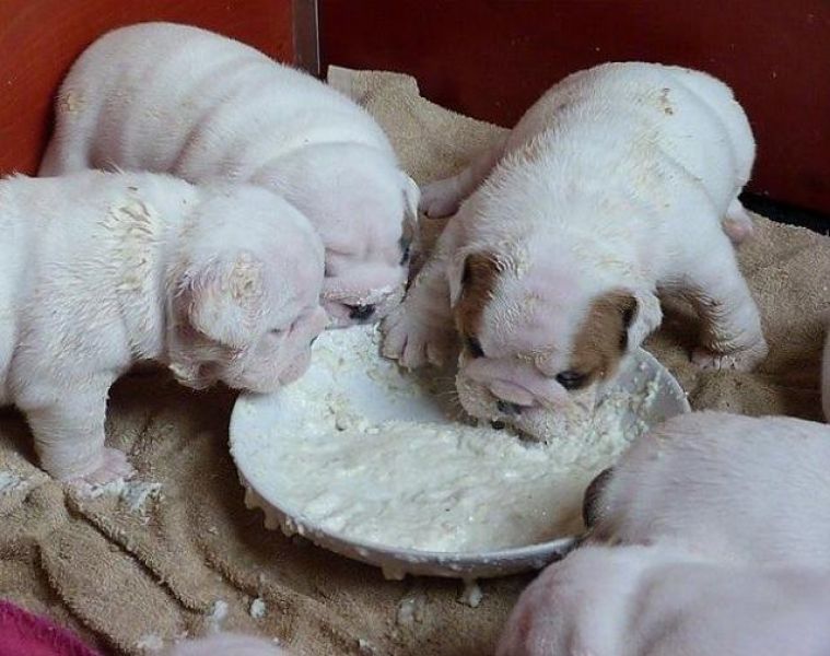 AKC registered English Bulldog Puppies