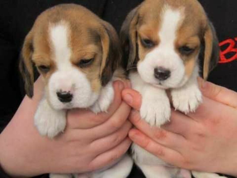 Gorgeous Beagle Puppies for Sale