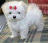 Maltese puppies now ready.we have tAKC registered Maltese puppies