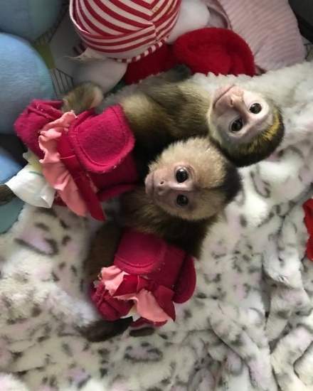 Lovely Capuchin Monkeys available for Sale