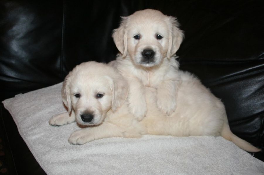 KC registered beautiful golden retriever puppies.