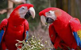 Beautiful and Talking Hyacinth Macaw and african grey parrot Parrots for Sale