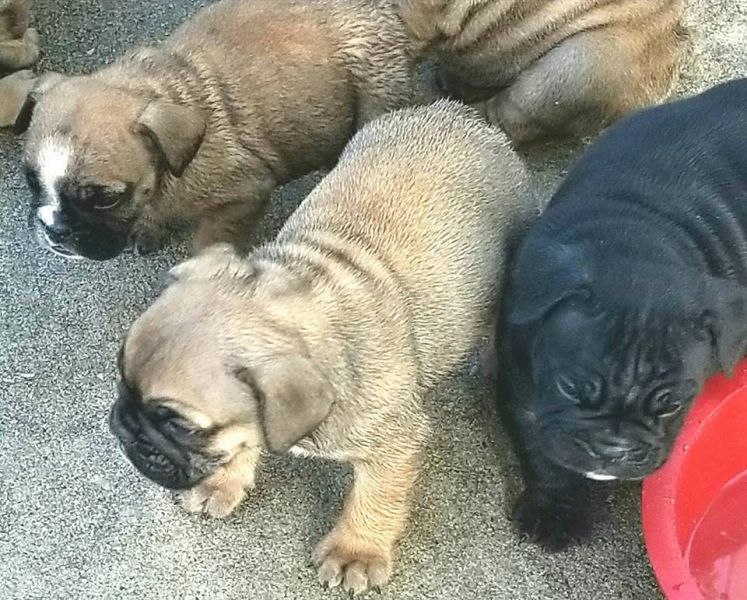 Mix ENGLISH BULLDOG 