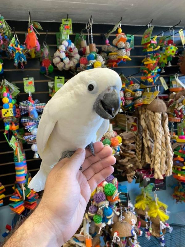 Umbrella cockatoo for sale