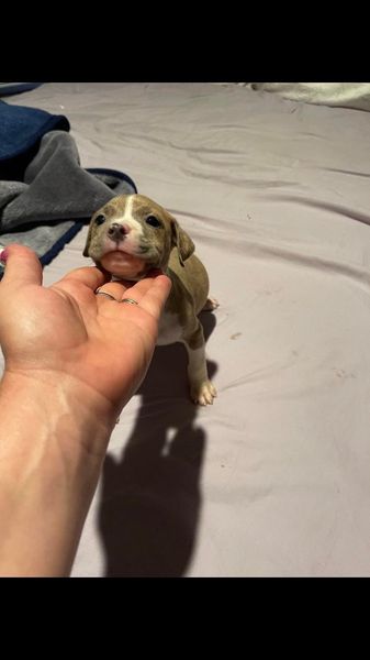  pitbull puppies