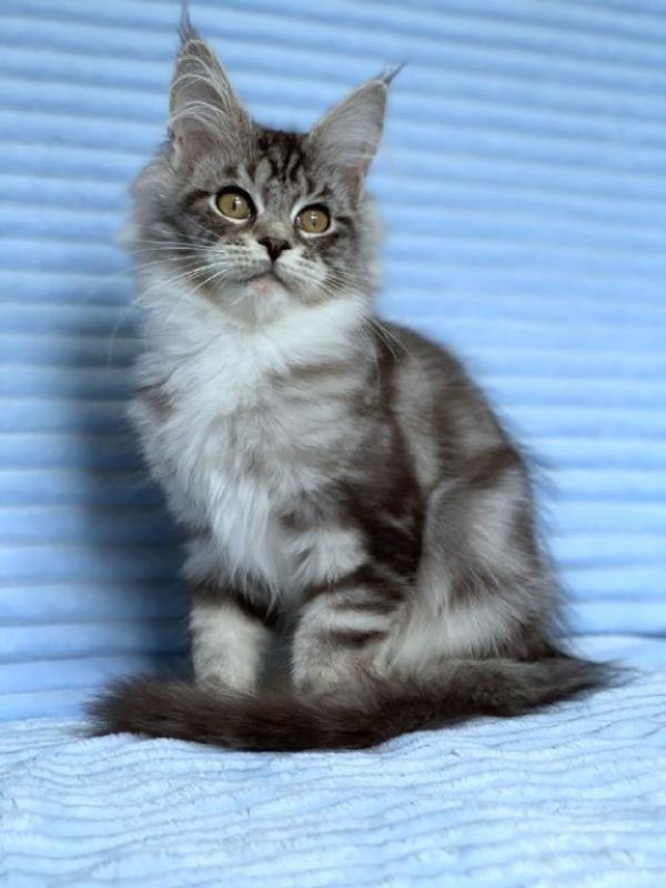 Adorable Maine Coon kittens Available