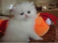CUTE Teacup Persian kittens For Adoption text 434 205 0625