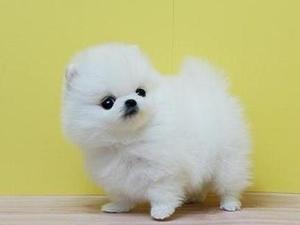 Cuttest teacup pomeranian puppies for sale