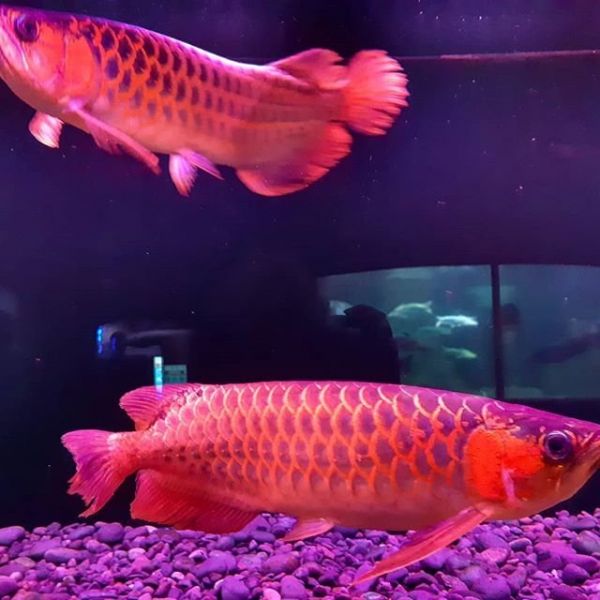 Quality Asian Arowana and Albino stingray fishes for Sale