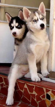 Beautiful blue eyes Siberian Husky available for adoption,
