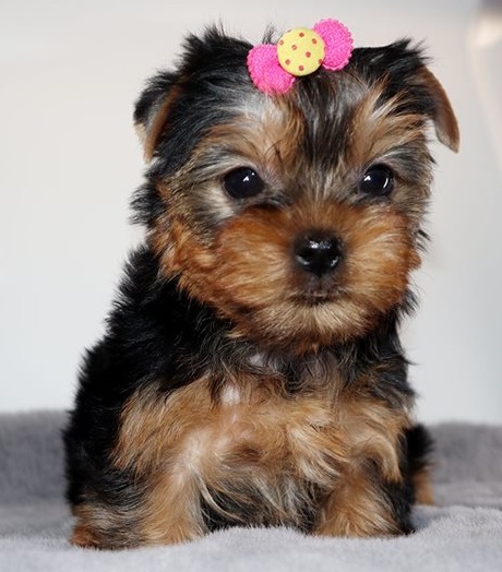 Two Teacup Yorkie Puppies Needs a New Family