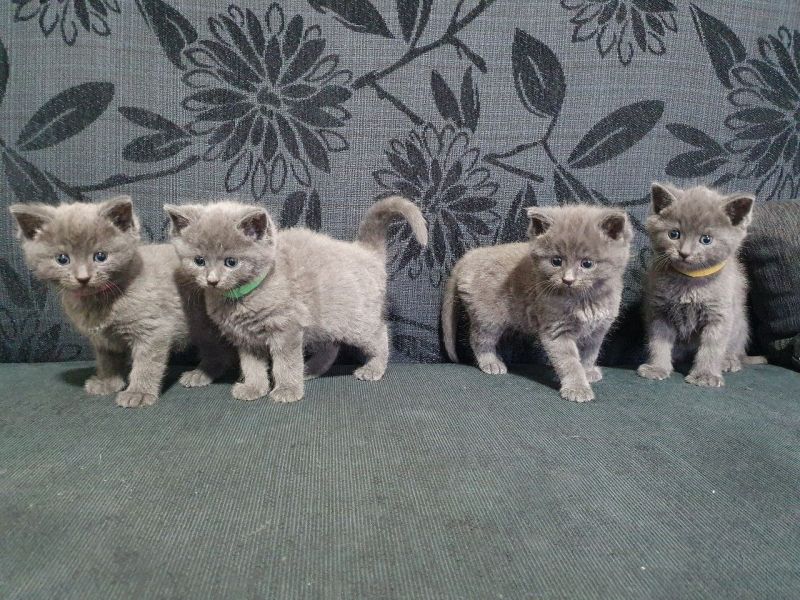 Adorable Russian Blue kittens