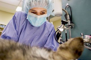 Search Veterinarian Assistant Jobs with Vetprise