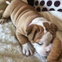 Litter of premium English Bulldog puppies.