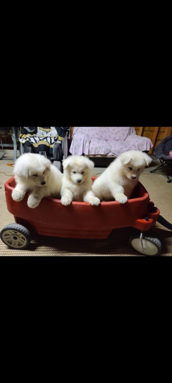 Samoyed puppies for adoption