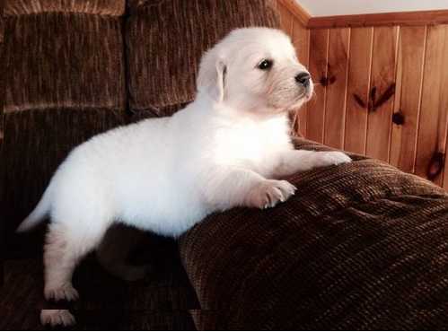 Adorable AKC Golden Retriever Puppy