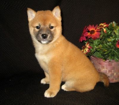 shiba inu puppies mn shiba inu puppies shiba inu puppies mn shiba inu puppies
