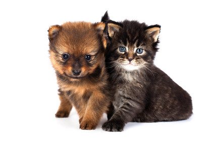 Dog And Cat Euthanasia - Gentle Pet Passages