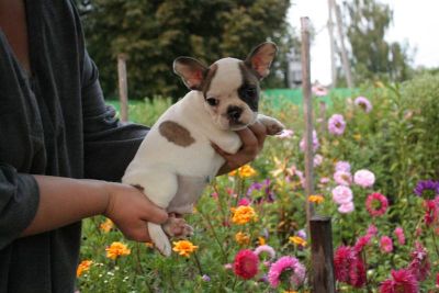 AKC registered French bulldog puppy