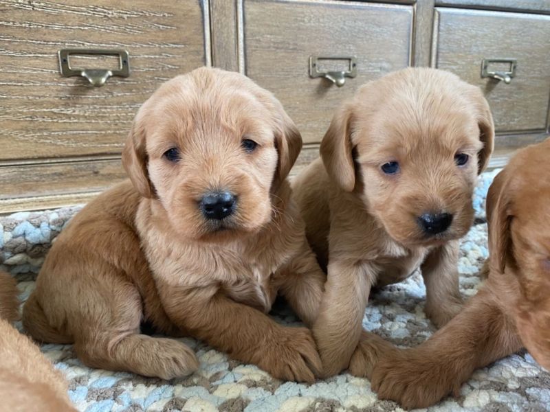 Two Labrador puppies for free