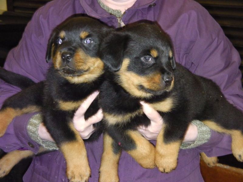 Rottweiler puppies