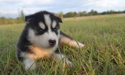 Quality Siberian Husky Puppies