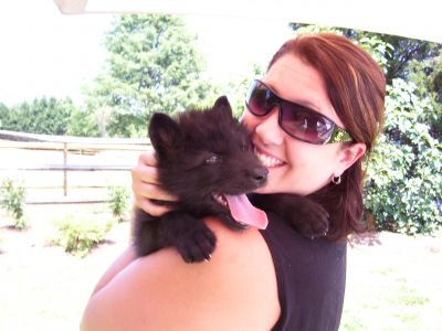 Wolf Cubs for Sale
