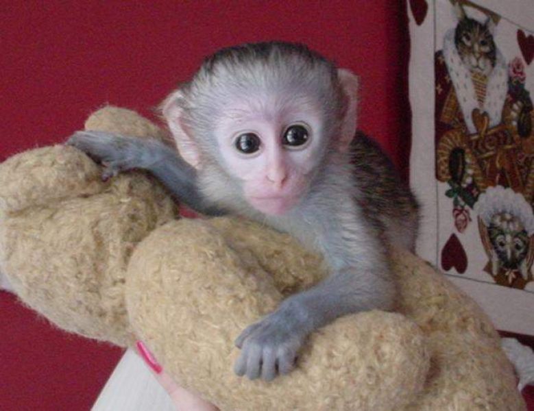  cute home trained Baby Face Capuchin Monkeys available for adoption.