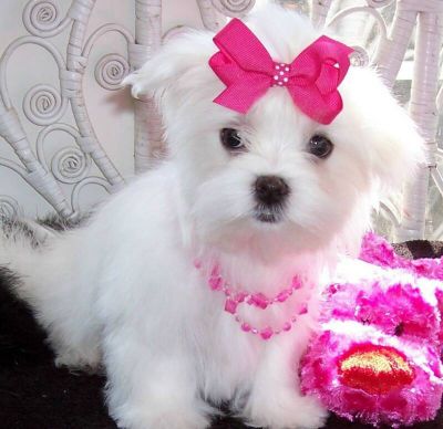 Cute and adorable home trained Maltese puppies now looking for a new home.