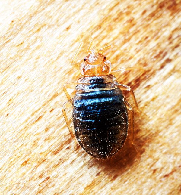Bed Bug Control