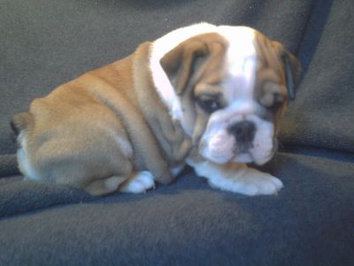 AKC registered English bulldog puppies for adoption