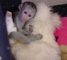 Marmoset Monkeys for Adoption