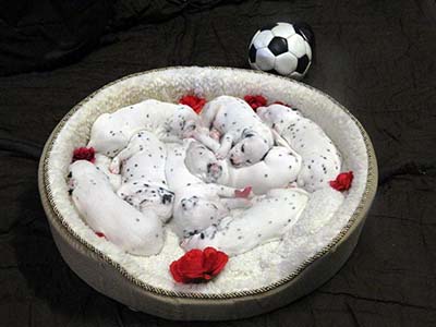 Brilliant Dalmatian puppies ready 